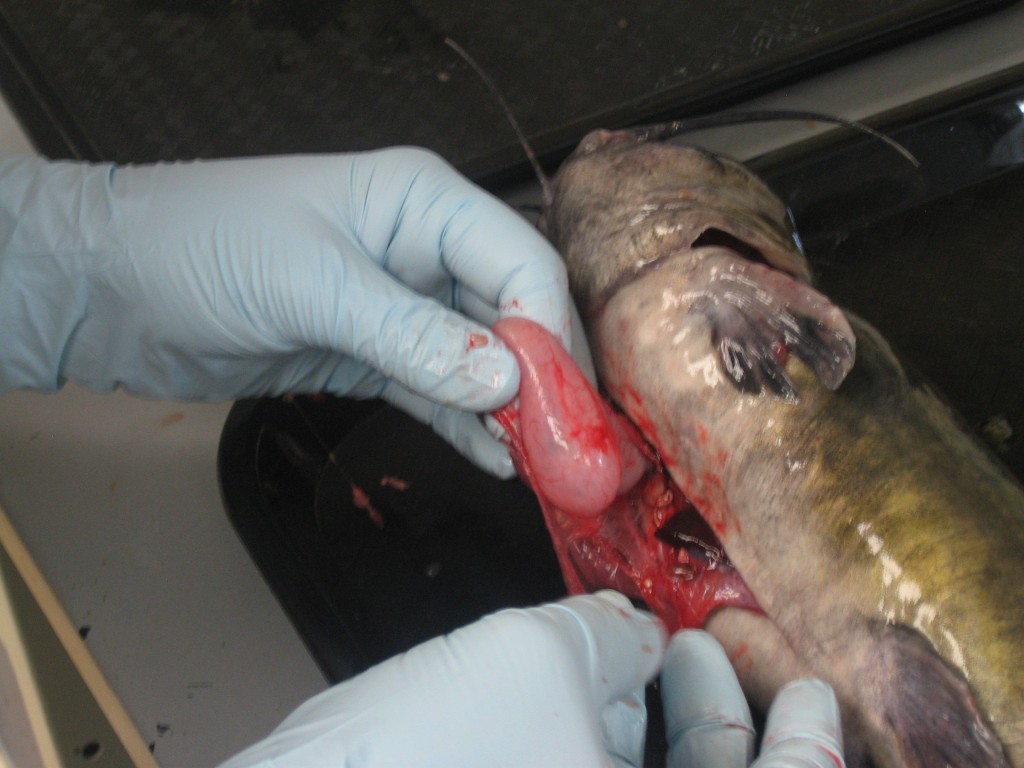 Removing a catfish stomach is messy work, but it's one of the best ways to figure out who's eating whom. (SERC)