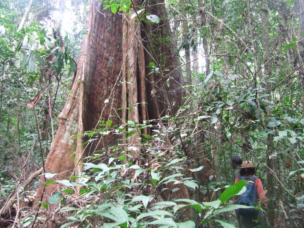 Azobe tree (Lophira alata) in Gabon's Rabi plot.
