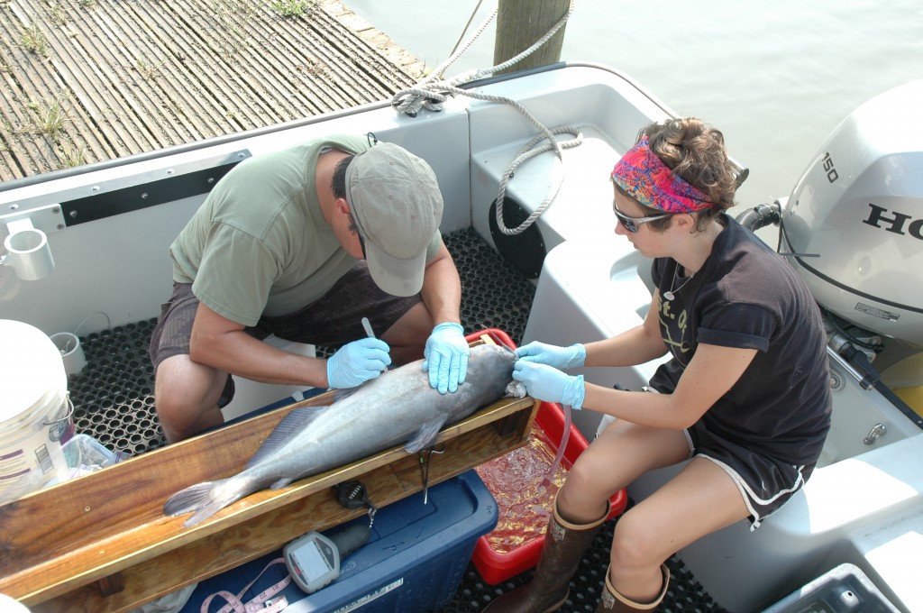 Surgery on deck:: While Rob Aguilar makes the surgical incision, intern Brooke Weigel maintains a constant flow of anesthetic over the blue catfish’s gills. (Mike Goodison)