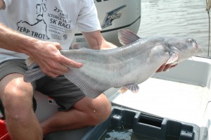 Large blue catfish held on boat by scientist.