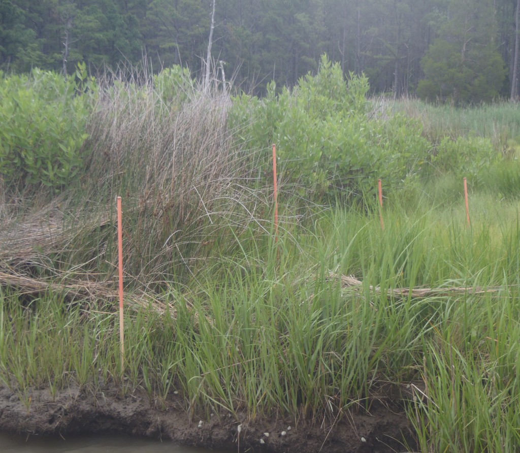 Phragmites marsh. The sticks, painted with red Elmer's glue that washed off in the water, mark how deep the marsh was under water at high tide. (SERC)