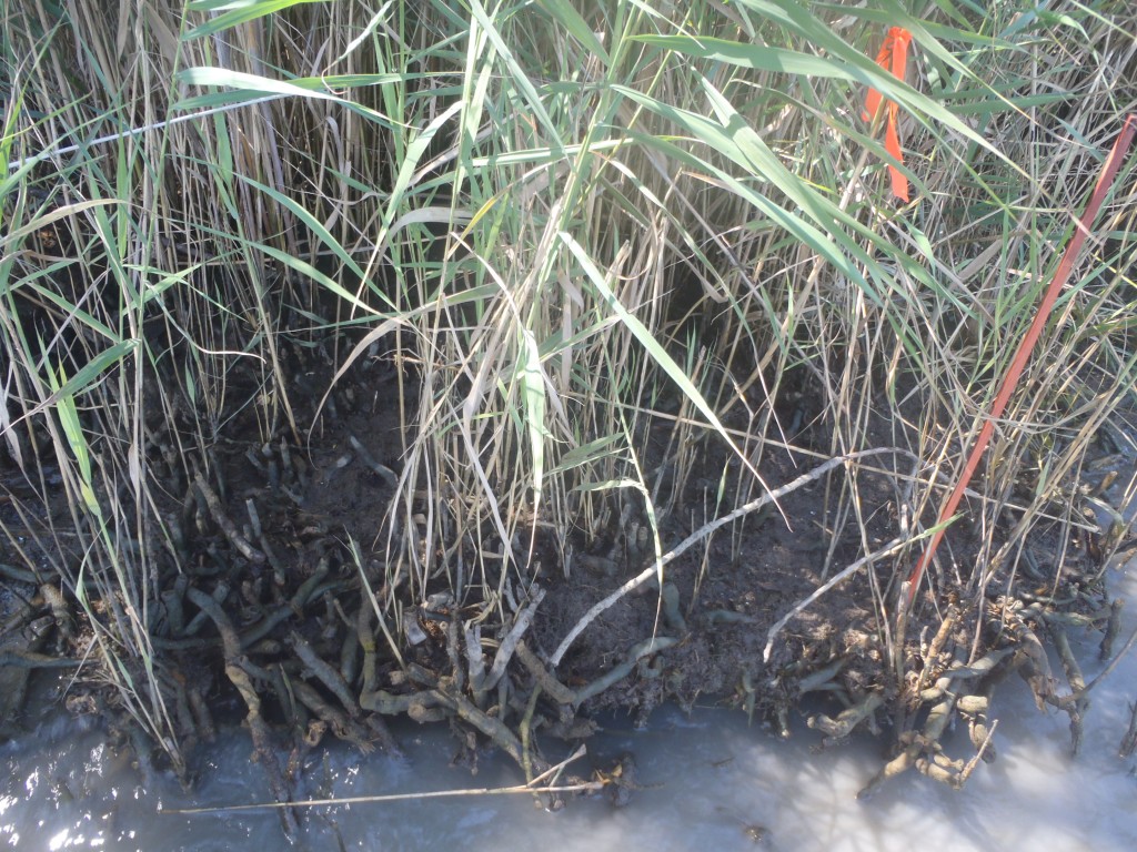 The invasive Phragmites reed is a champion soil builder. But in doing so, it can take away underground channels tiny aquatic creatures like nekton need to survive.