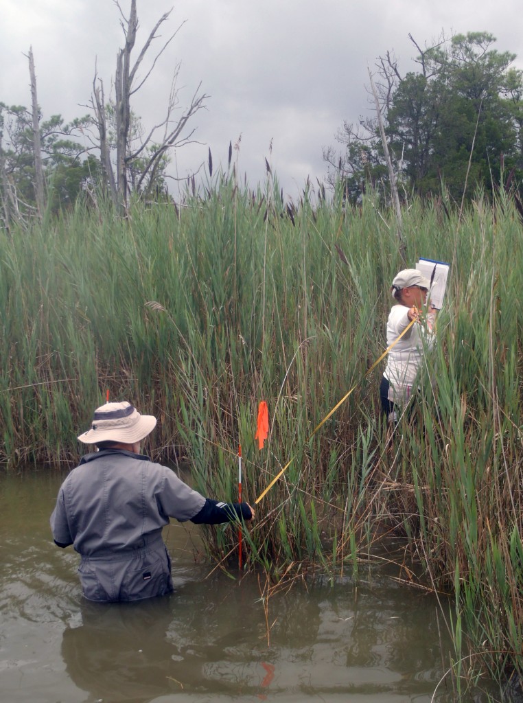 Ecologist Heather Soulen (right) wades through a patch of Phragmites in Chesapeake Bay. (SERC)