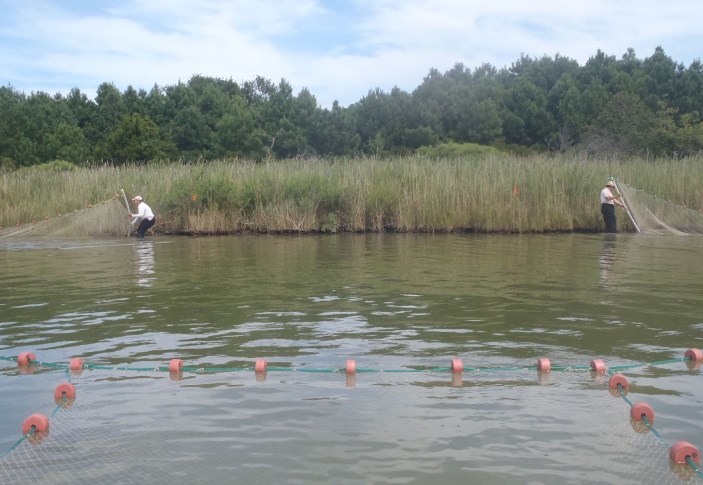 After jumping, step 1: Drag the ends of the net along the marsh edge.