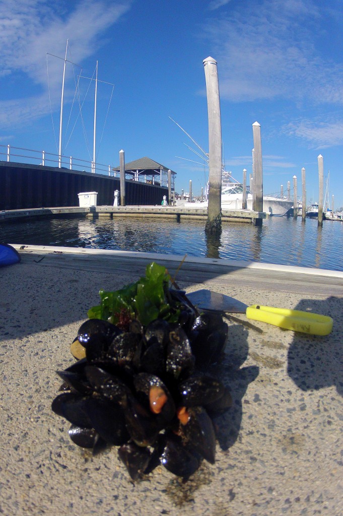 Mytilus mussels in Point Judith Marina, Rhode Island. (Photo by Kim Holzer)