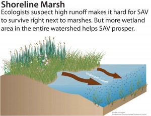 SeagrassInfographic_marsh