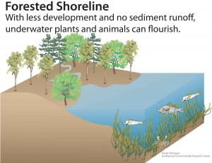 SAVInfographic_midgrowthforest