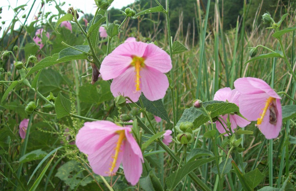 Swamp Rose Mallow surrounded by blades of Schoenoplectus, a sedge in Drake's marsh experiment. (SERC)
