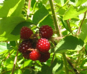 Wineberries, a rasberry from east Asia, are edible but invasive. (SERC)