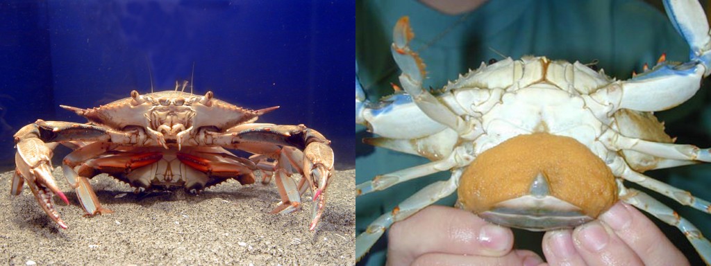 Photo: Left: Two blue crabs mating. Right: A "sponge crab." The sponge is a dense mass made up of millions of eggs. (Credit: SERC)