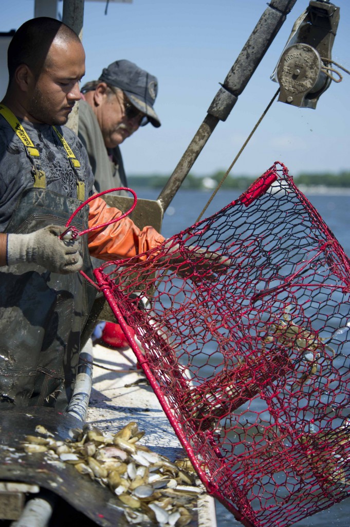 Photo: Two Maryland watermen pull in the catch from a crab pot. (Credit: Benjamin Wilson)