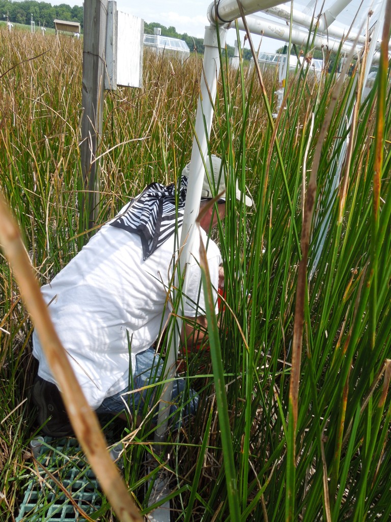 Principal investigator (PI) Patrick Megonigal collects soil samples for a collaborator's study at Rutgers University.  