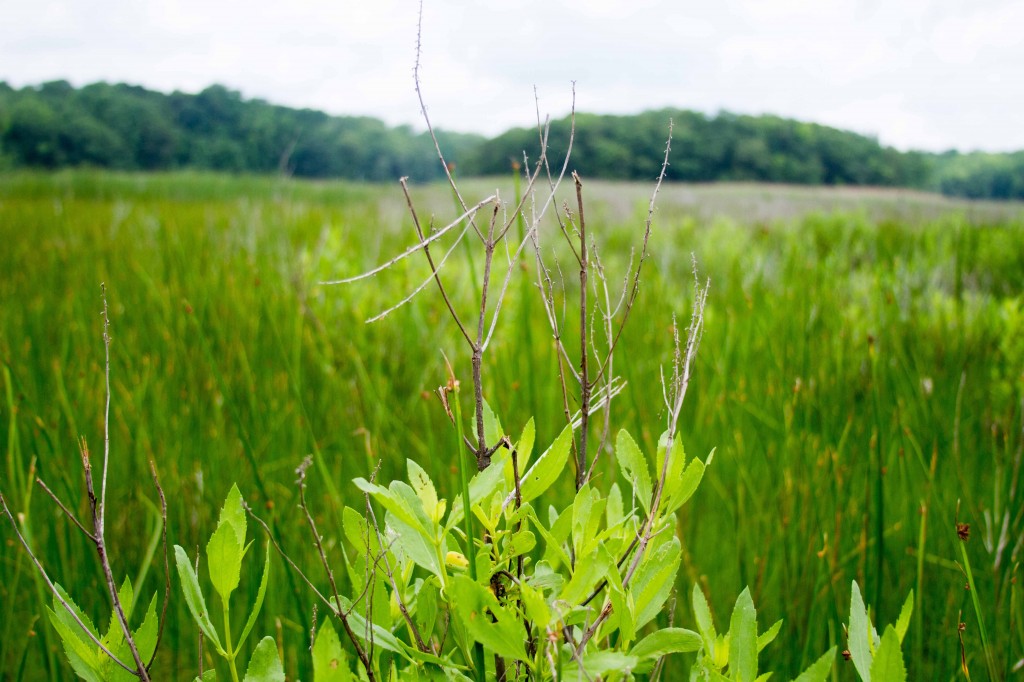 Photo: Marsh Elder, or Iva frutescens. Ecologists thought this plant struggled in flood-prone areas, but water may have saved it during the harsh winter. (Credit: Dejeanne Doublet)