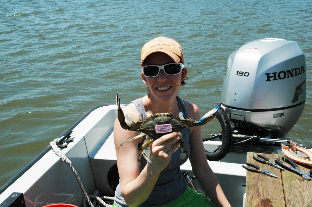 Photo: Technician Laura Patrick holds up a blue crab caught in the Rhode River. (Credit: SERC)