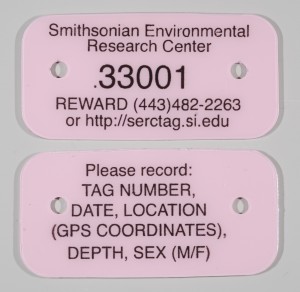 Photo: Front and back of a SERC crab tag. Each tag contains the reporting website, the blue crab hotline and the crab's ID number so any waterman who catches it can report it. (Credit: SERC)
