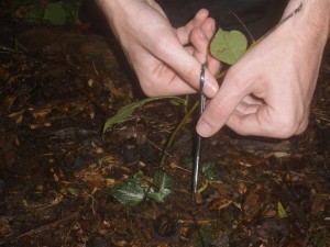 Robinson cuts a root sample from an orchid in the SERC forest.