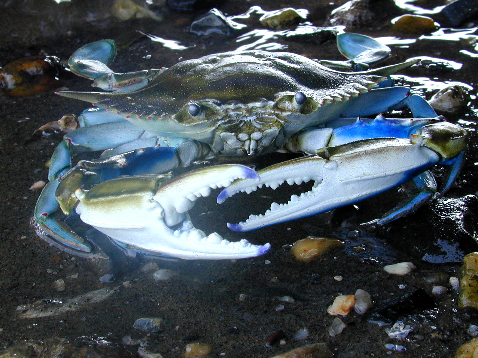 male blue crab