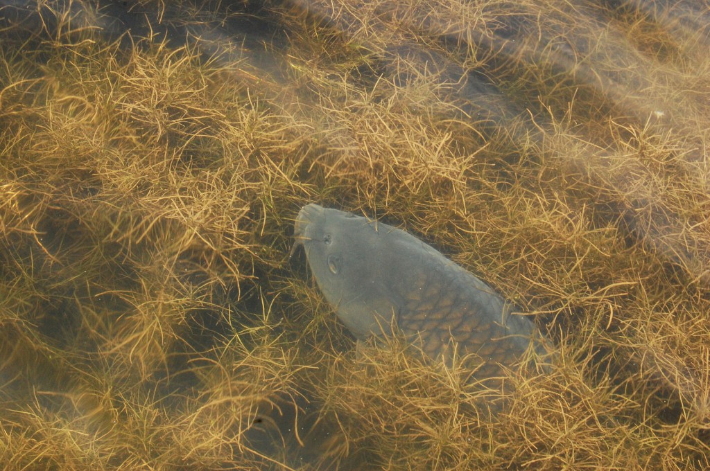 A carp enjoys the bay grasses in Chesapeake Bay's Poplar Harbor. (Photo used under CC BY-NC 2.0 License) 