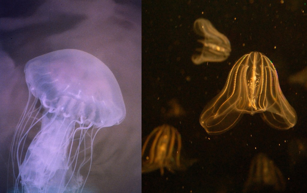 Left: Sea nettle Chrysaora quinquecirrha (NOAA). Right: Comb jelly Mnemiopsis leidyi (Steven G. Johnson). Comb jellies eat oyster larvae, but sea nettles eat the comb jellies.