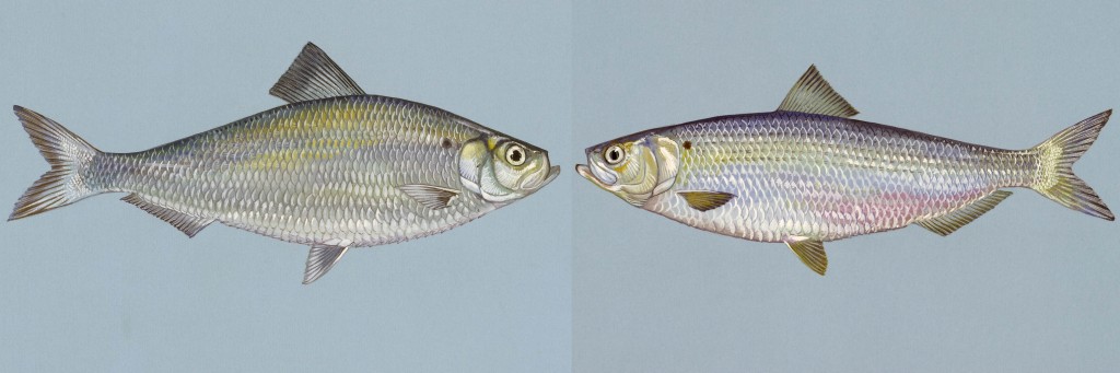 Image: Left: Alewife. Right: Blueback Herring. (Credit: U.S. Fish & Wildlife Service)