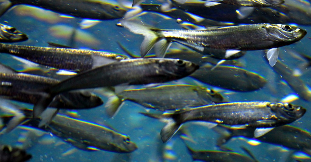 Image: Alewives, a species of River Herring. (Credit: Geoffrey Gilmour-Taylor)