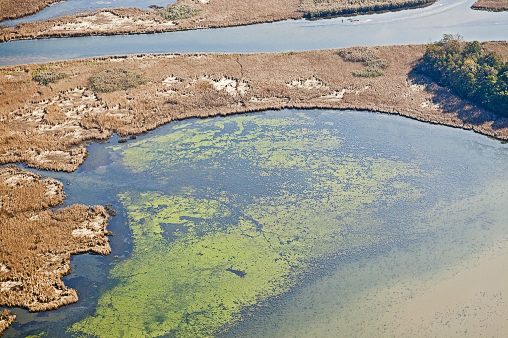 Image: Algal bloom near Chesapeake Bay. (Credit: Chuck Gallegos/SERC, with aerial support from LightHawk)