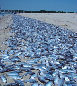 Image: Menhaden fish kill in Narragansett Bay, Rhode Island. (Credit: Chris Deacutis)