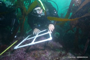 Image: Steve Lonhart of NOAA uses a quadrat to estimate the percent cover of coralline, a red algae on the rock below. (by Chad King/MBNMS/NOAA)