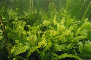 Image: Caulerpa taxifolia algae (Credit: NOAA)