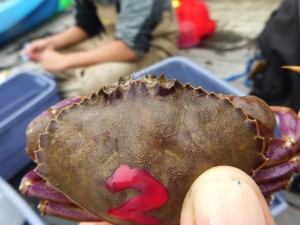 Native West Coast crab with a nail polish number. (Photo: SERC Marine Invasions Lab)