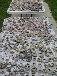 Marine ecologists marked oysters marked with nail polish before field deployment. (Photo: SERC Marine & Estuarine Ecology Lab)