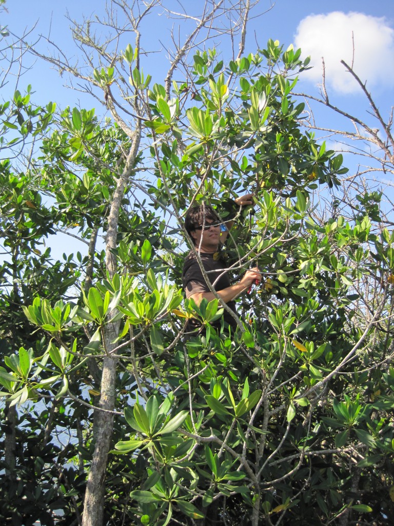 Shorelines » Blog Archive Mangrove Trees Divided on ...