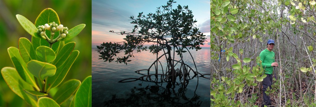 Image: Left to right: Black, red and white mangroves. (Credit: SERC)