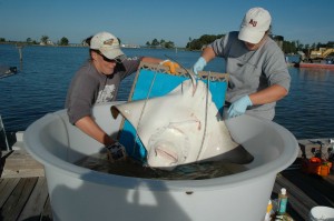 Two women in white caps and gray T-shirts hold a slide a cownose ray belly-up into a tub of water
