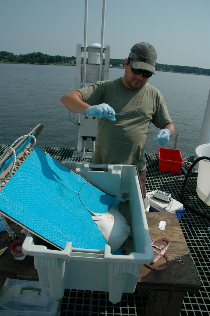 Rob Aguilar operates on a cownose ray. (SERC)