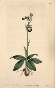Shorelines » Blog Archive Orchidelirium: The Flora That Make Us Crazy ...