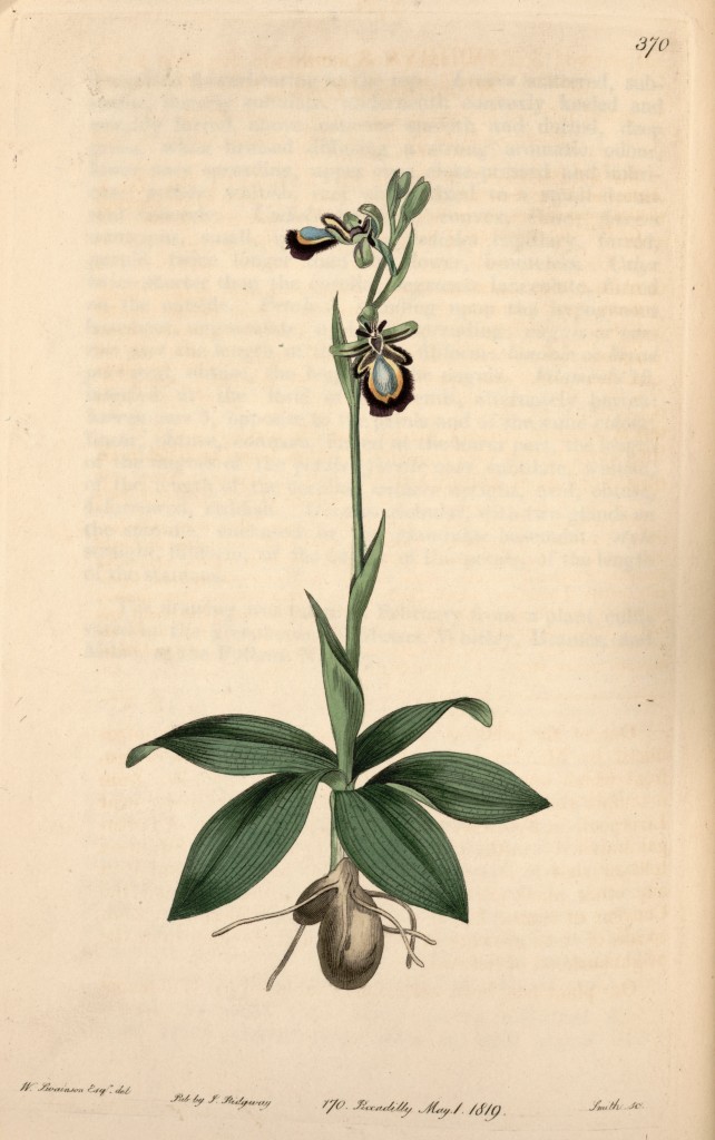 Ophrys_speculum_-_Bot._Reg._5_pl.370_(1819)