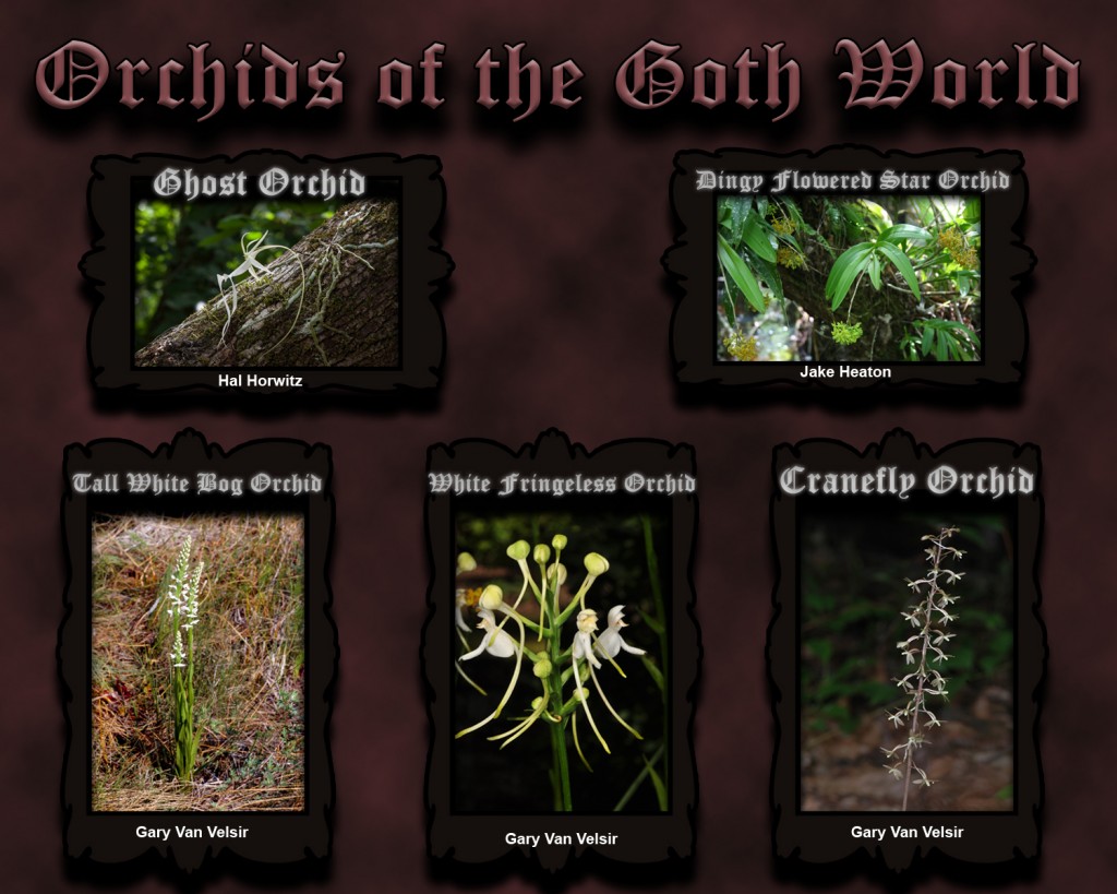 Orchids of the Goth World_credits