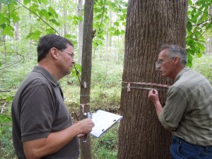 SERC technician Jay O’Neill shows volunteer Steve Myers how to measure the width of a tree. The return of the floodplain could transform the forest as the soil becomes wetter. (SERC)