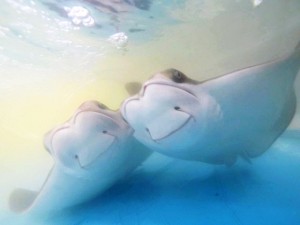 Two cownose rays underwater in a shallow pool, with bubbles above them