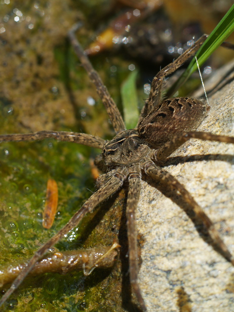 Dark fishing spider Dolomedes tenebrosus, the largest fishing spider in Maryland. Cred