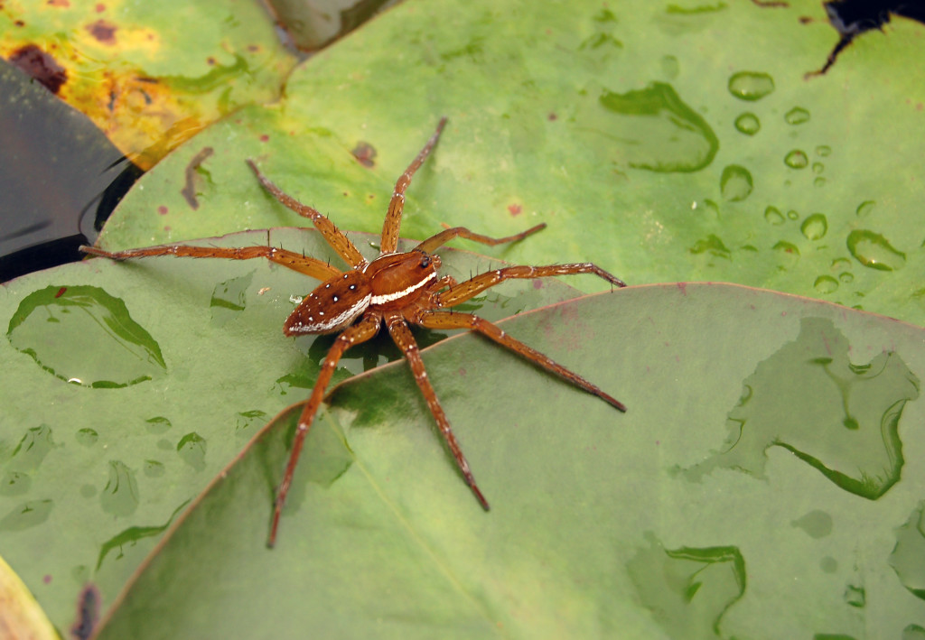 Shorelines » Blog Archive The Everyday Naturalist: Fishing Spiders ...