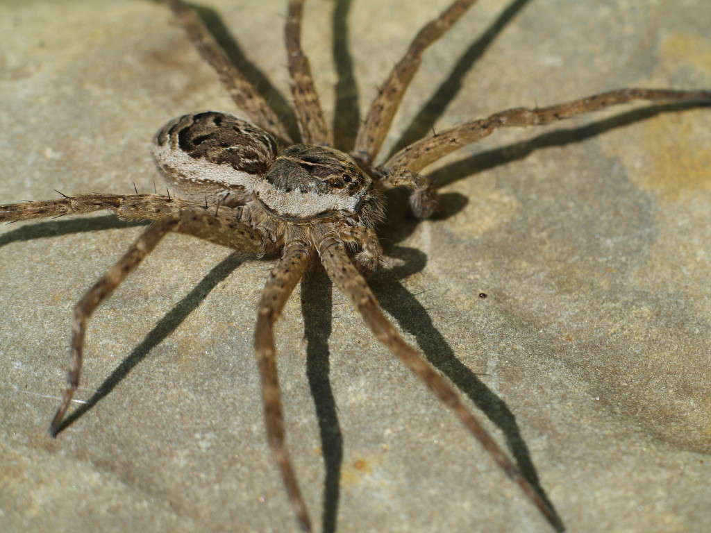 fishing spider eating a fish