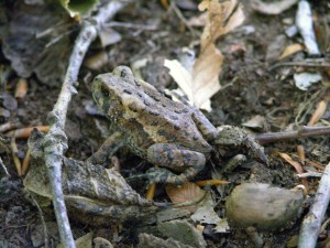 American Toad (Photo: Tyler Bell)