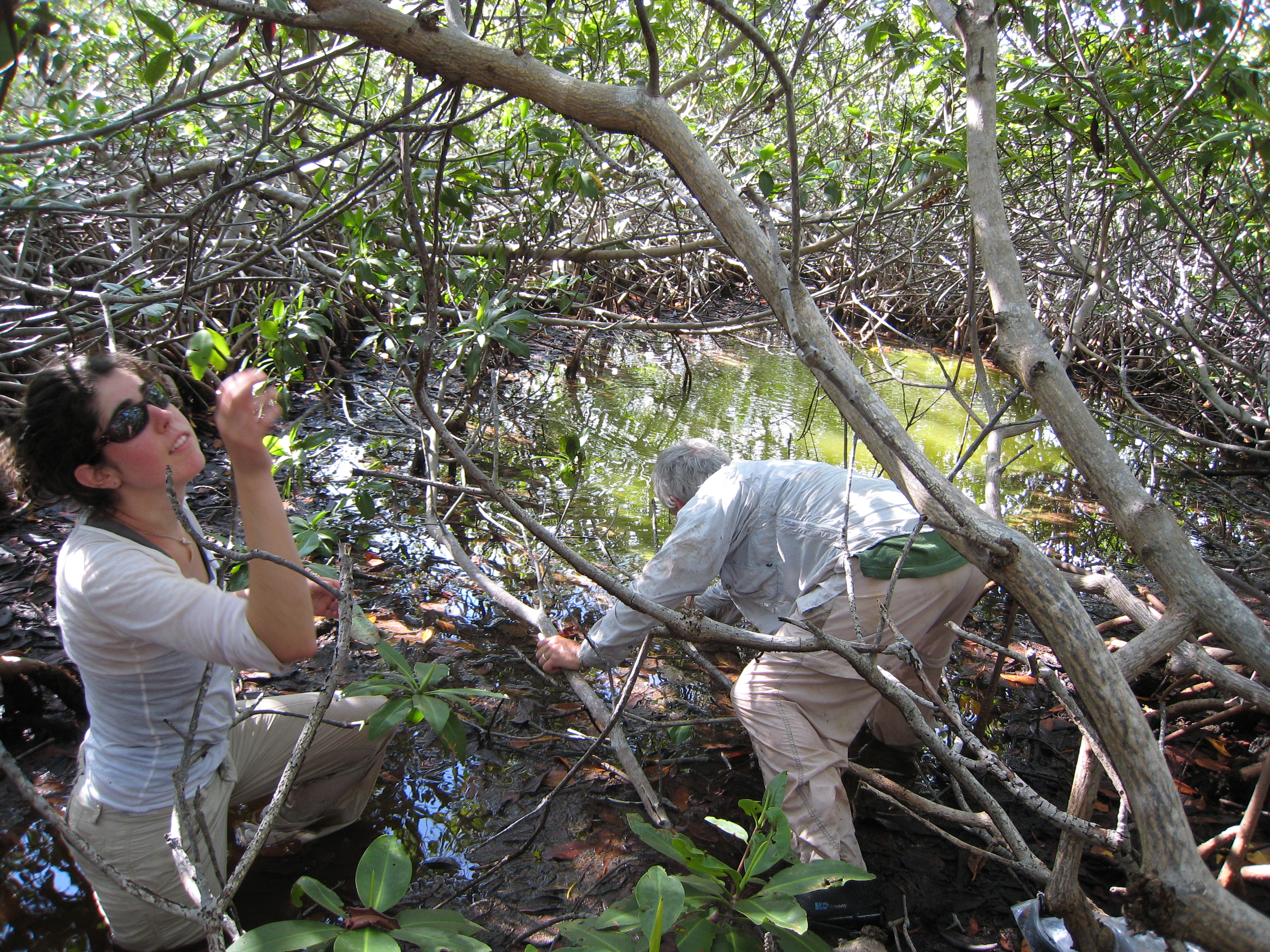 Scientists in tropical forest