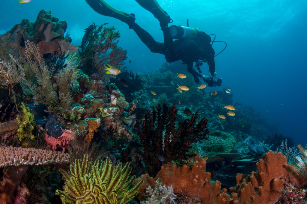 Diver above reef with fish.