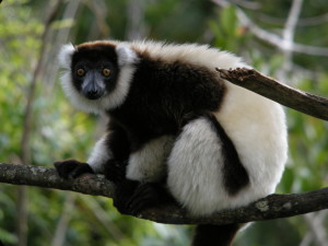 Black and white lemur on tree