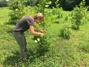 Anna Nordseth surveys clay caterpillars for damage in BiodiversiTREE plot
