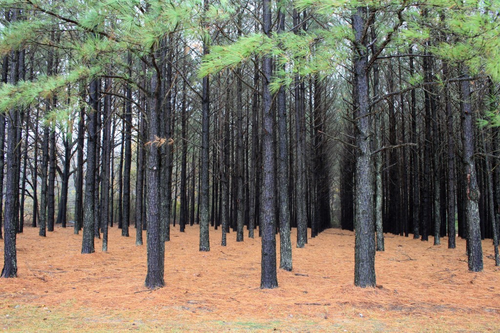 A monoculture pine (Pinus taeda) plantation in the United States