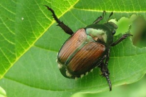 Japanese beetle on a leaf 